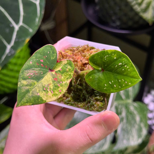 칼라디움 억만장자(빌리어네어) 바리