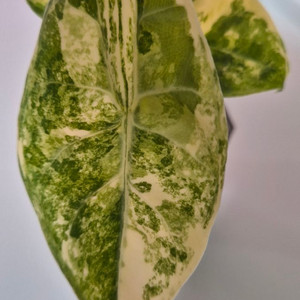 알로카시아 왓소니아 글로시 옐로우 바리에가타