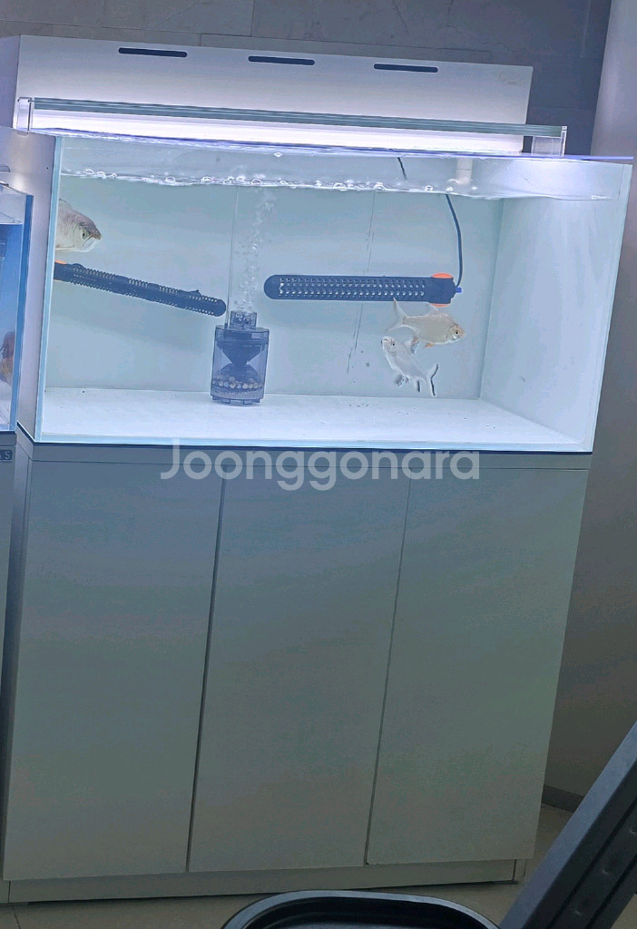 3자광폭어항 다이--0