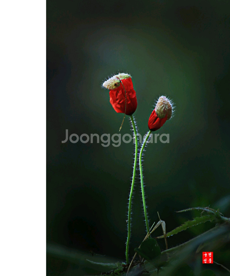 캐논 75-300mm 줌렌즈--2