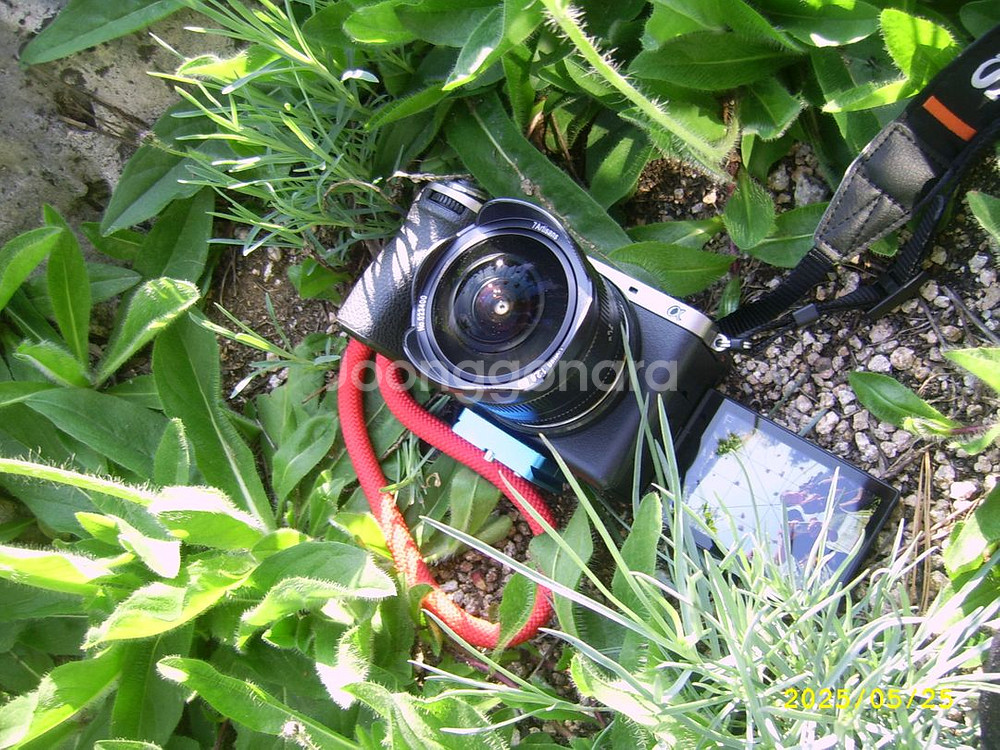 삼성 케녹스Q1 빈티지 디카 [테스트컷]건전지 타입--5