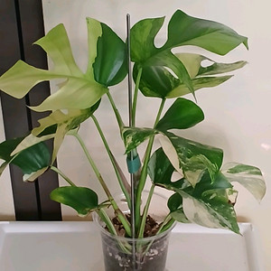 옐로우 히메 몬스테라