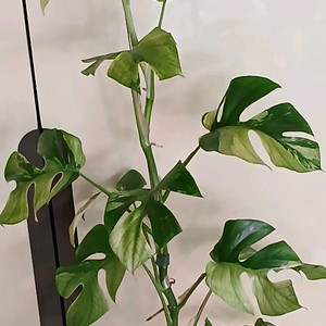 (대품)화이트 민트 히메 몬스테라