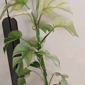 풀민트 히메 몬스테라