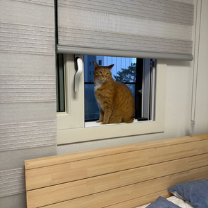 (급처) 유튜브 9만5천명 수익창출 채널