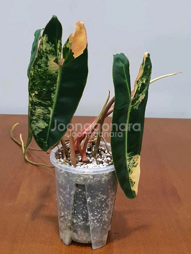 필로덴드론 빌리에티에 바리에가타--1