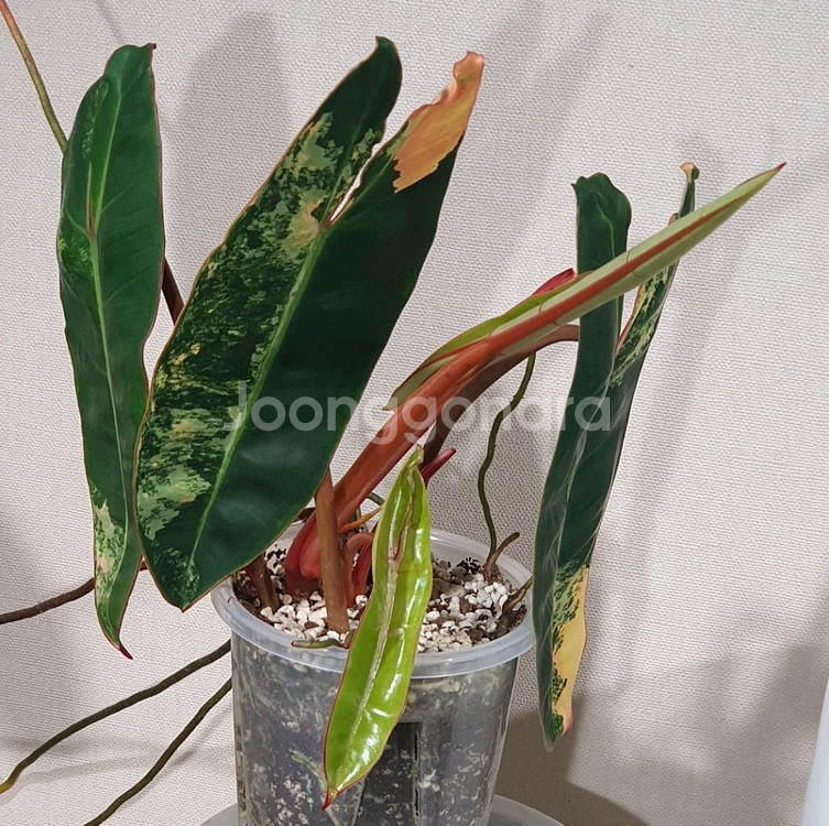 필로덴드론 빌리에티에 바리에가타--0