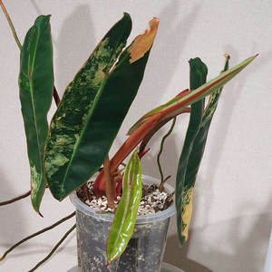 필로덴드론 빌리에티에 바리에가타