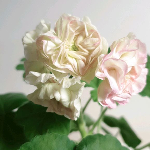 파라다이스애플 (대품)ㅡ 제라늄