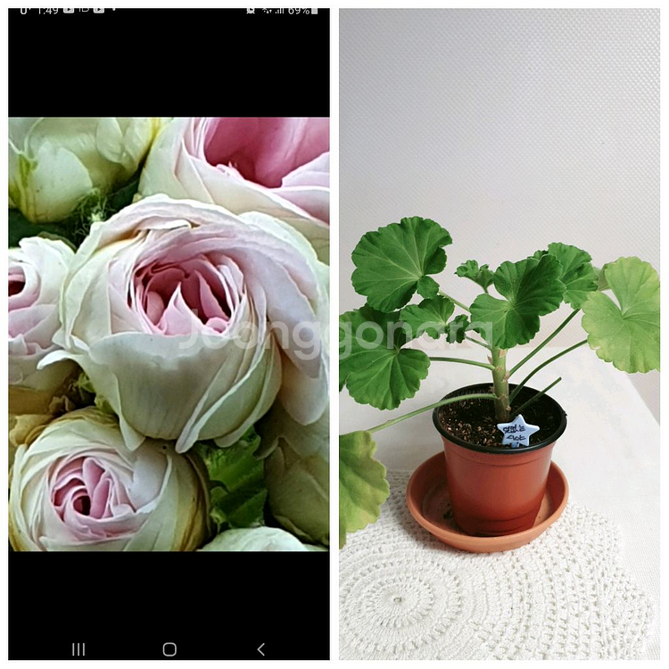 덧없는시야 ㅡ 제라늄--0