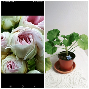 덧없는시야 ㅡ 제라늄