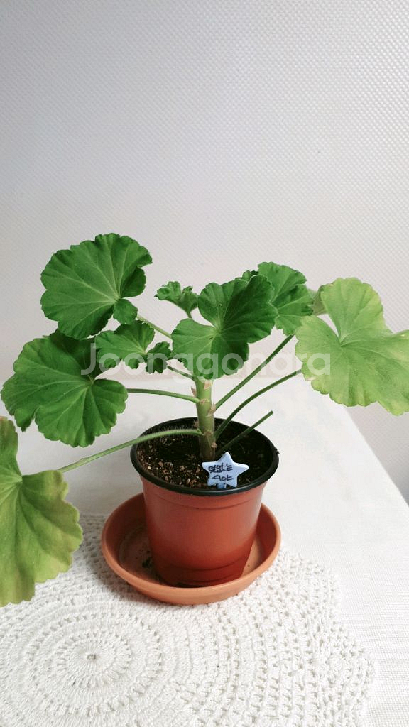 덧없는시야 ㅡ 제라늄--1