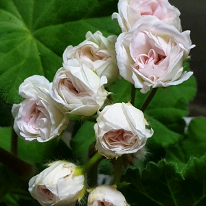 타 아나스타샤 ㅡ 제라늄