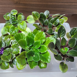 대품))미니바이올렛 5종일괄.구즈베리포함꽃대