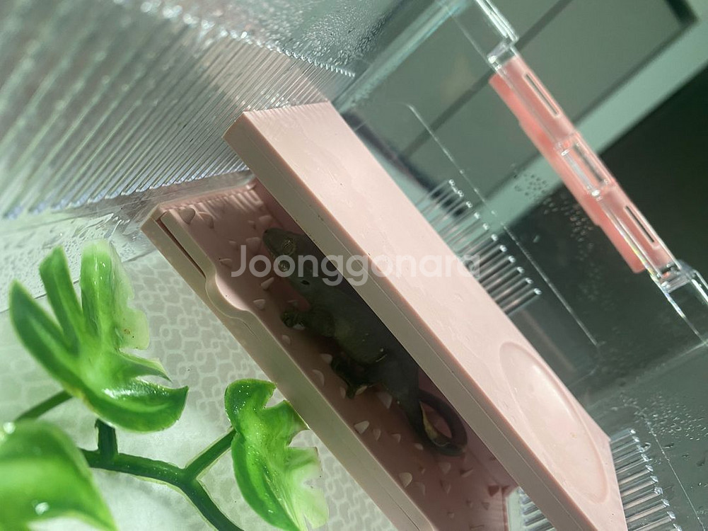 아잔틱 외 도마뱀 분양합니다--2