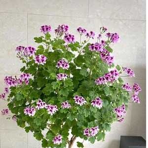 오렌지피즈 리갈제라늄