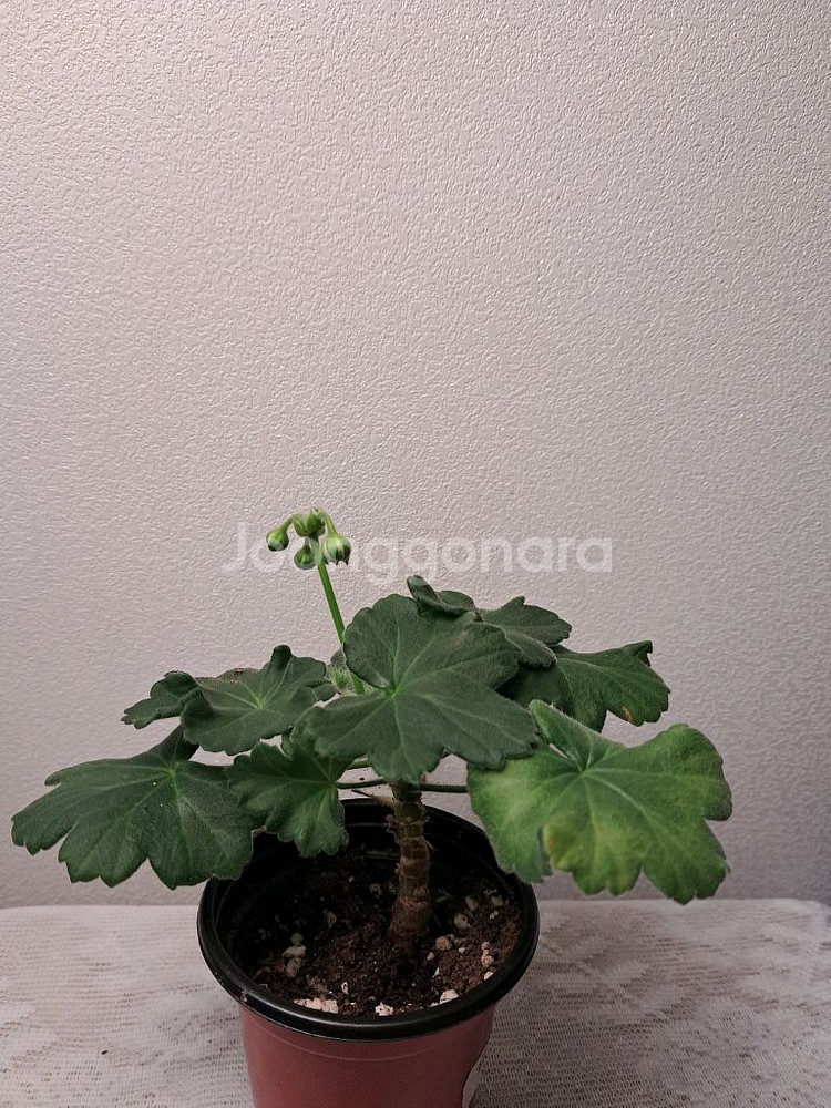 TA마르셀--0