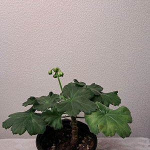 TA마르셀