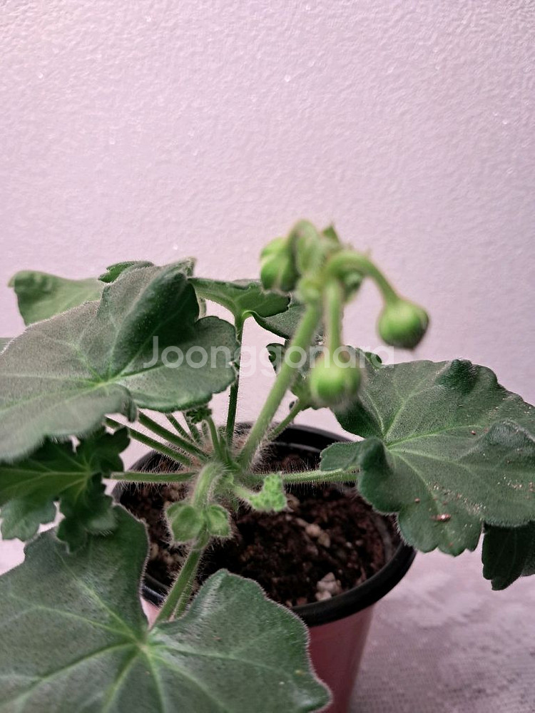 TA마르셀--2