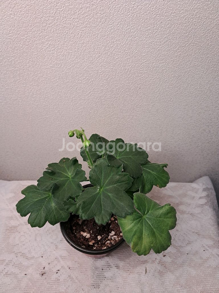 TA마르셀--1