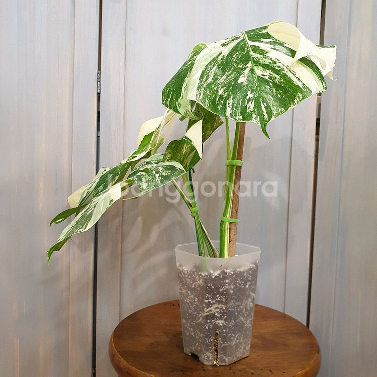 몬스테라 보르시지아나 알보 #탑4장#잎32cm--4