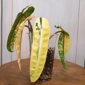 빌리에티에 바리에가타 #조배X #탑4장 #잎20cm