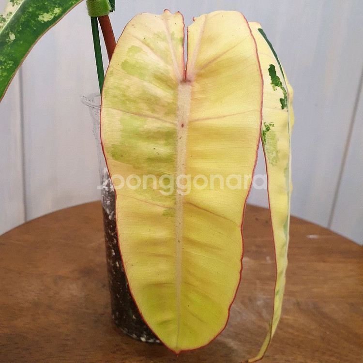 빌리에티에 바리에가타 #조배X #탑4장 #잎20cm--4