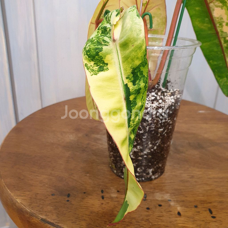 빌리에티에 바리에가타 #조배X #탑4장 #잎20cm--3