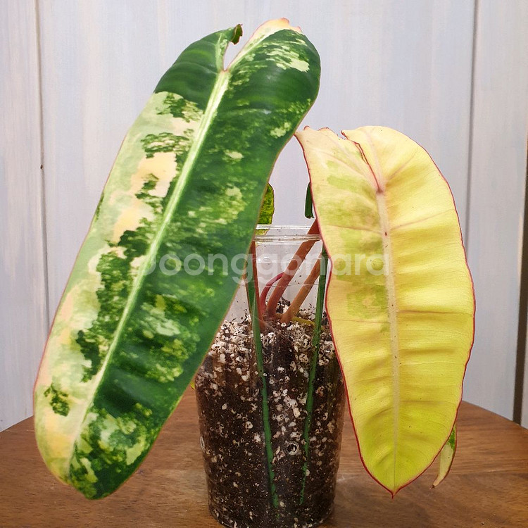 빌리에티에 바리에가타 #조배X #탑4장 #잎20cm--1