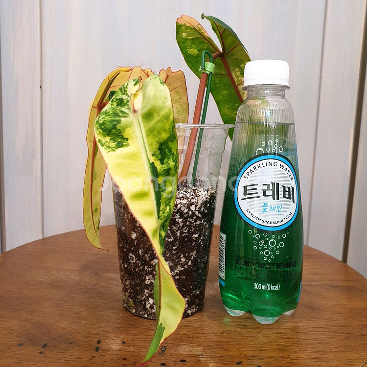 빌리에티에 바리에가타 #조배X #탑4장 #잎20cm--2