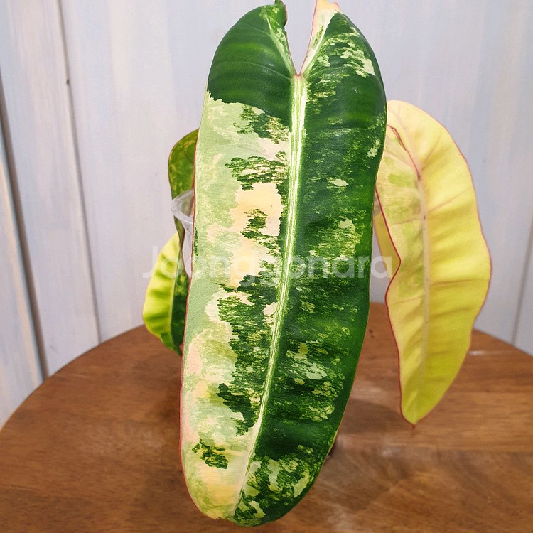 빌리에티에 바리에가타 #조배X #탑4장 #잎20cm--5