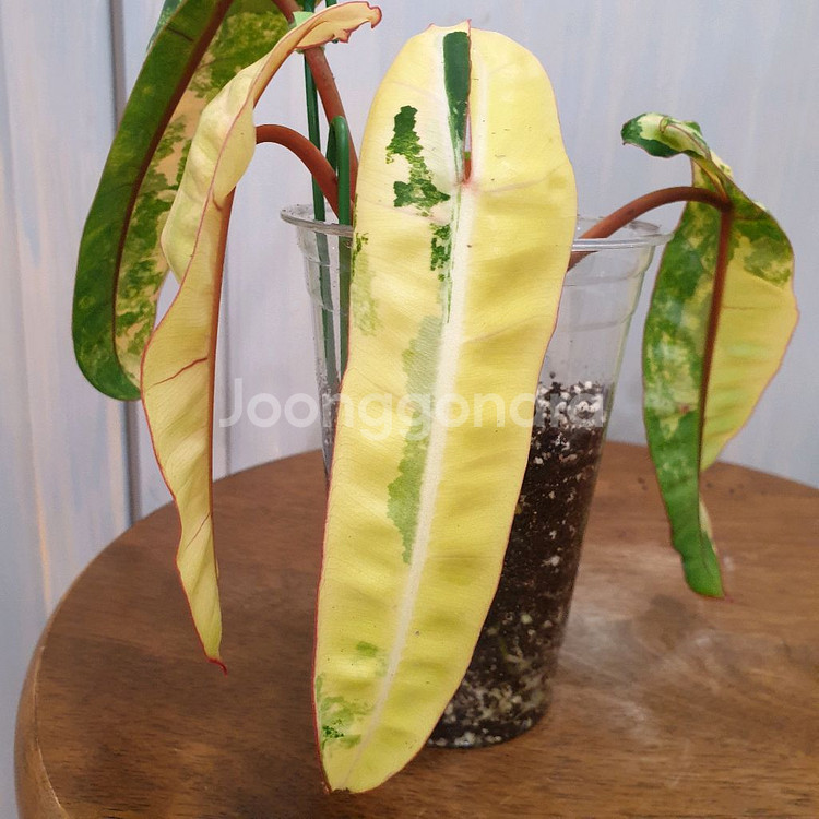 빌리에티에 바리에가타 #조배X #탑4장 #잎20cm--6