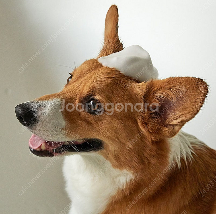 펫토 마일드배스바 강아지 비누 저자극 발비누 샴푸 중성--3