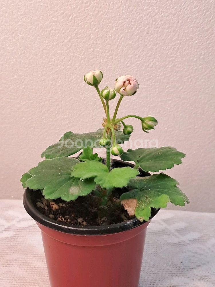U폴로네즈--1