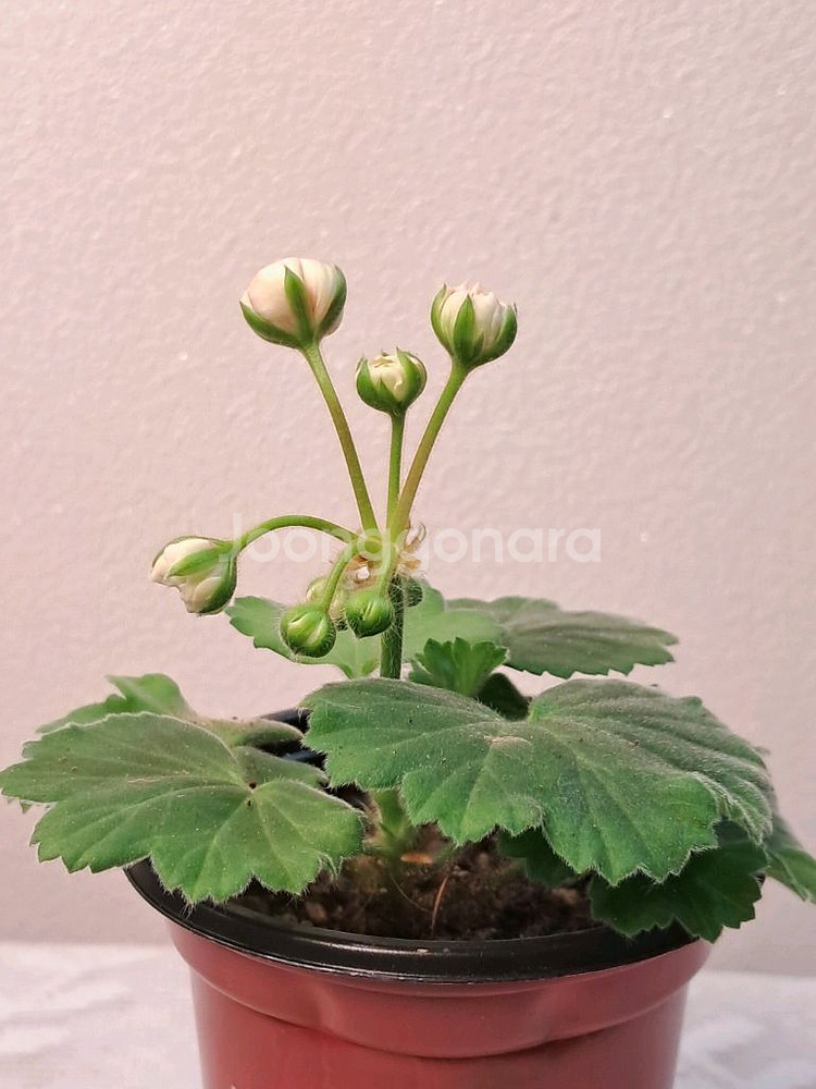 U폴로네즈--3