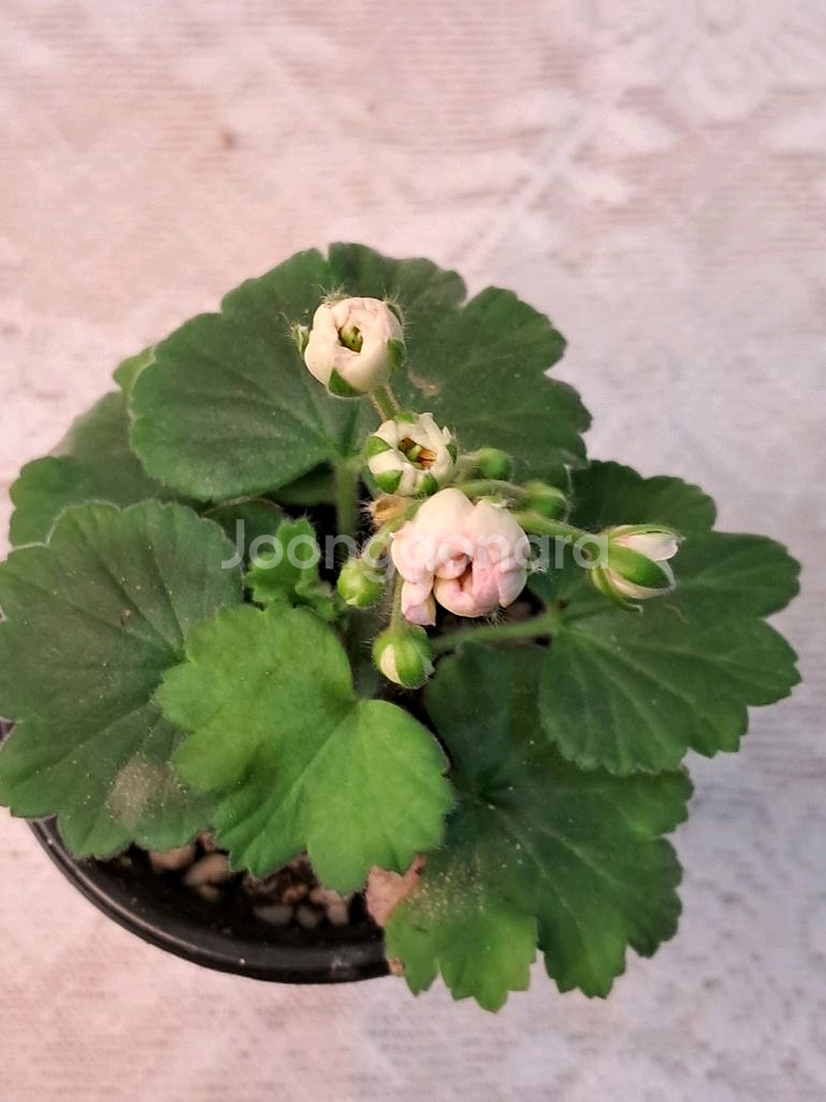 U폴로네즈--4