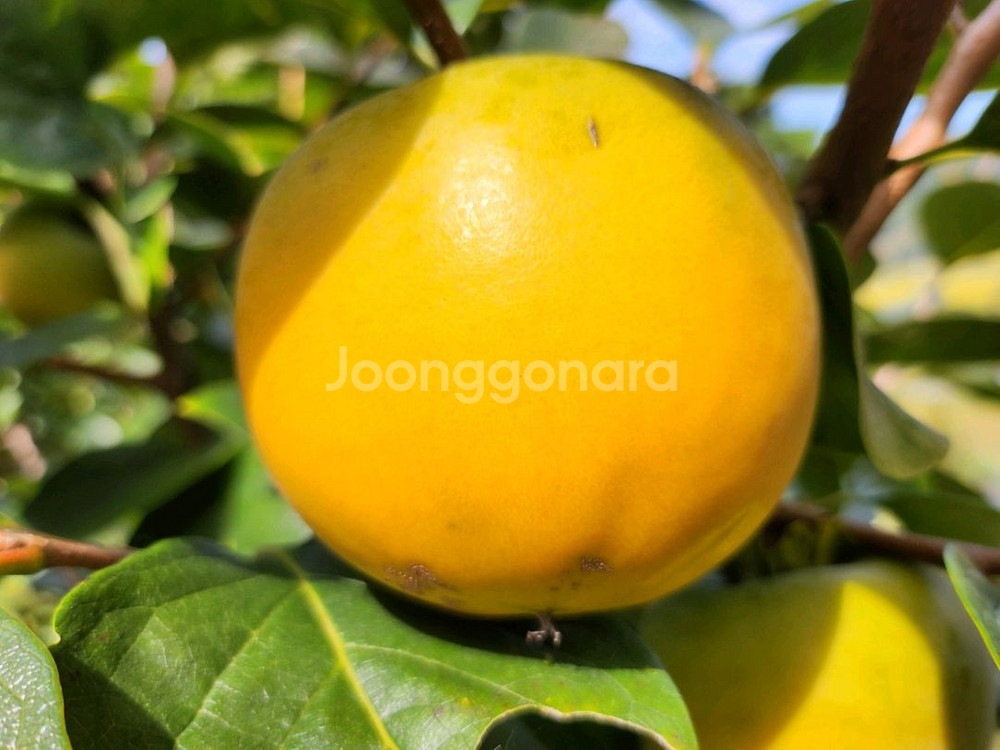 달고 아삭아삭 맛있는 로망단감 감풍단감--1