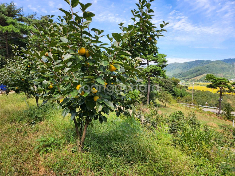 달고 아삭아삭 맛있는 로망단감 감풍단감--0