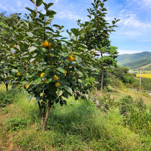 달고 아삭아삭 맛있는 로망단감 감풍단감