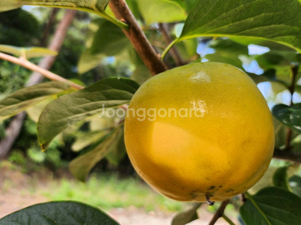 달고 아삭아삭 맛있는 로망단감 감풍단감--3