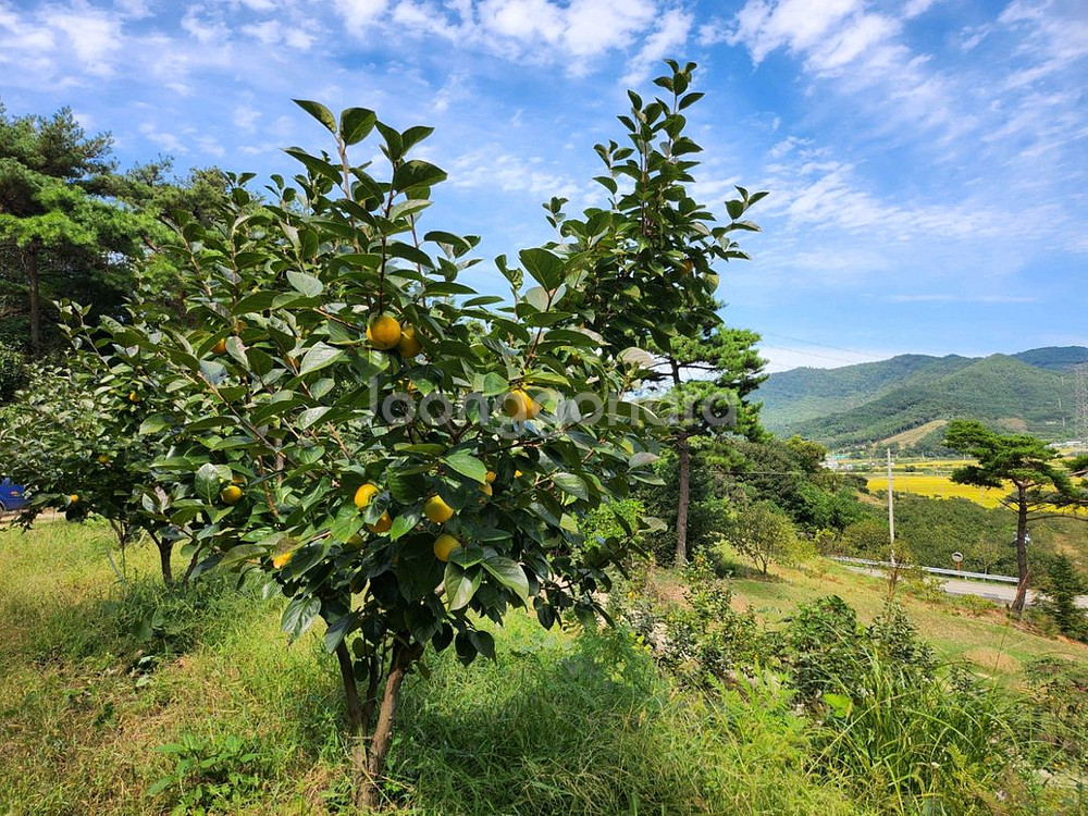 달고 아삭아삭 맛있는 로망단감 감풍단감--2