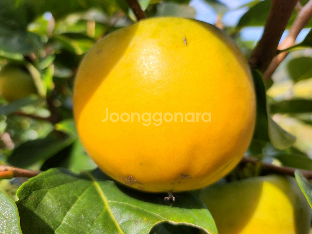 달고 아삭아삭 너무 맛있어요 로망단감 감풍단감--2