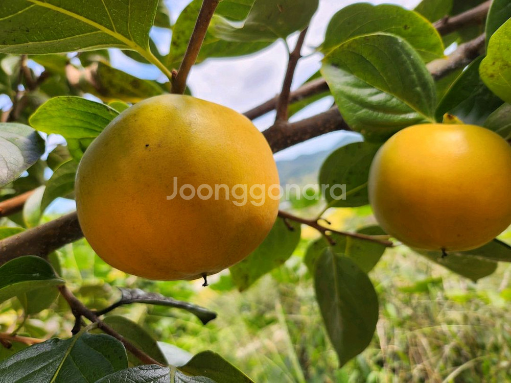 달고 아삭아삭 너무 맛있어요 로망단감 감풍단감--1
