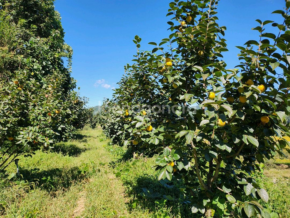 달고 아삭아삭 너무 맛있어요 로망단감 감풍단감--0