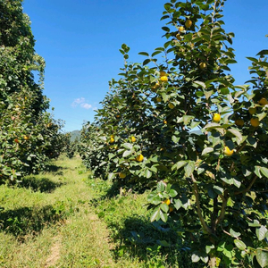 달고 아삭아삭 너무 맛있어요 로망단감 감풍단감