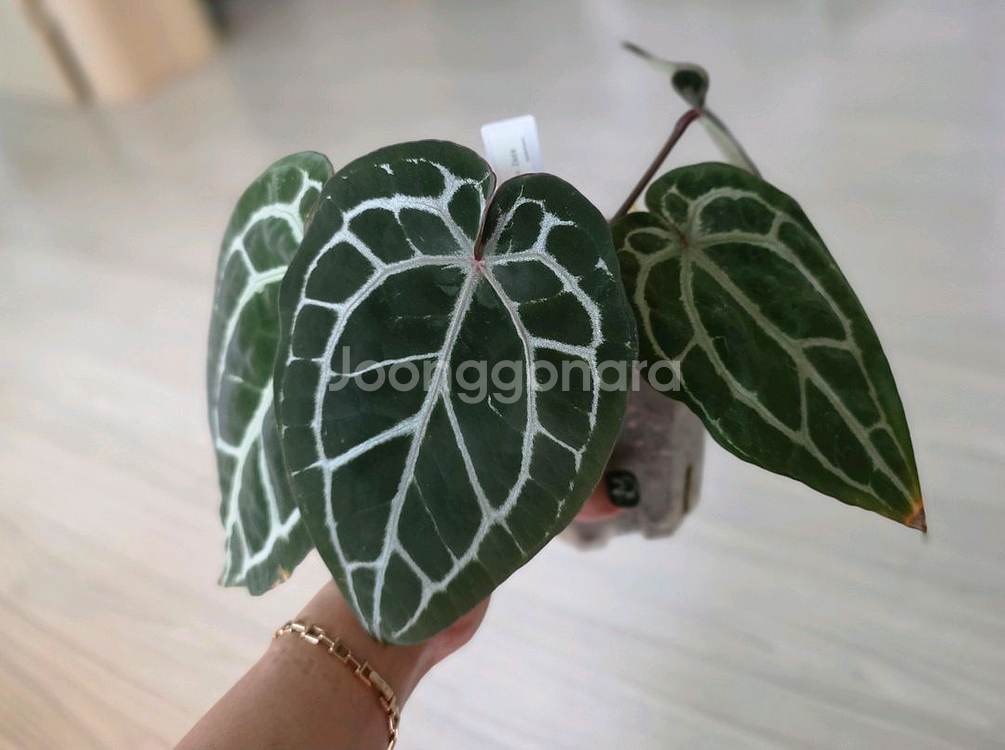 안스리움 닥블락 미쉘자라 (알로카시아 x)--3