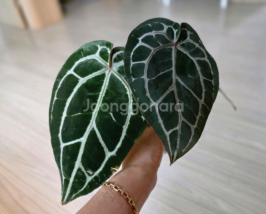 안스리움 닥블락 미쉘자라 (알로카시아 x)--2