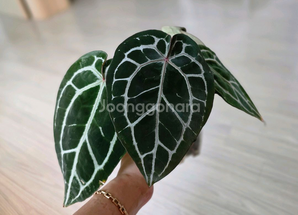 안스리움 닥블락 미쉘자라 (알로카시아 x)--1