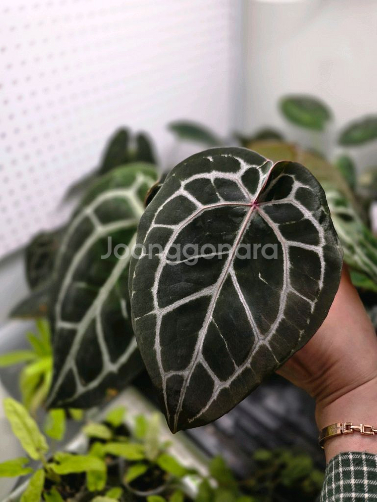 안스리움 닥블락 미쉘자라 (알로카시아 x)--5