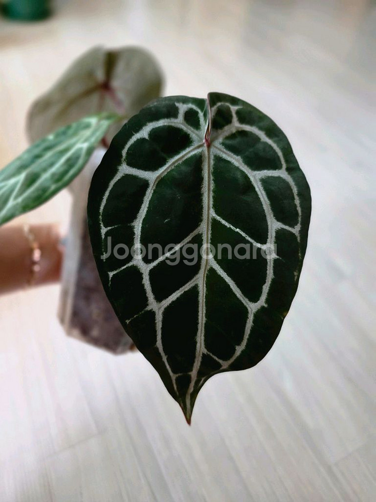 안스리움 닥블락 미쉘자라 (알로카시아 x)--4